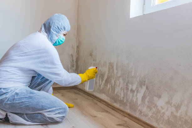 Black mold inspection in Northport