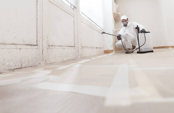 Black mold remediation team in Northport